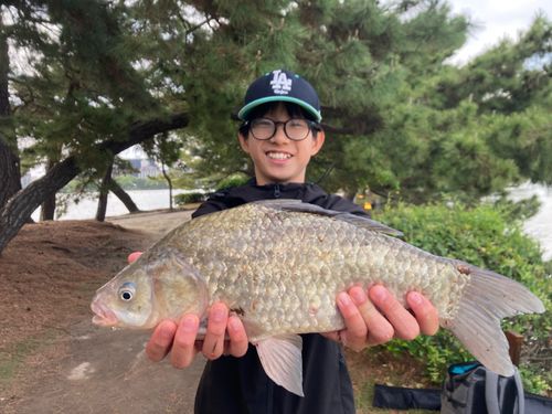 マブナの釣果