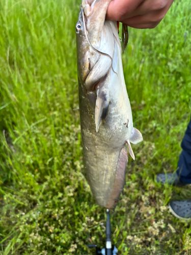 ナマズの釣果
