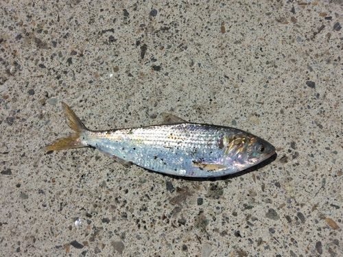 相模湾で釣れたニシンの釣り・釣果情報 - アングラーズ | 釣果600万件