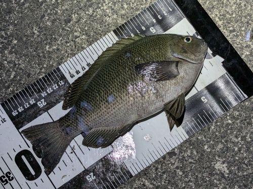メジナの釣果