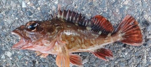 カサゴの釣果