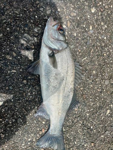 セイゴ（ヒラスズキ）の釣果