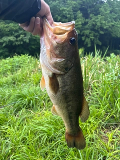 ラージマウスバスの釣果