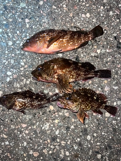 カサゴの釣果