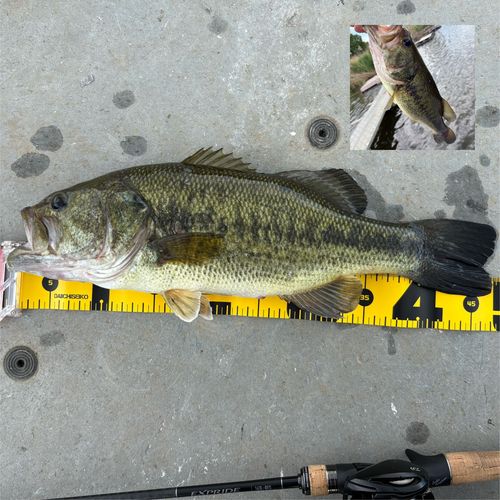 ブラックバスの釣果