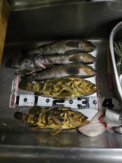 タケノコメバルの釣果