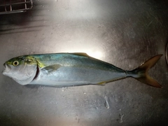 イナダの釣果