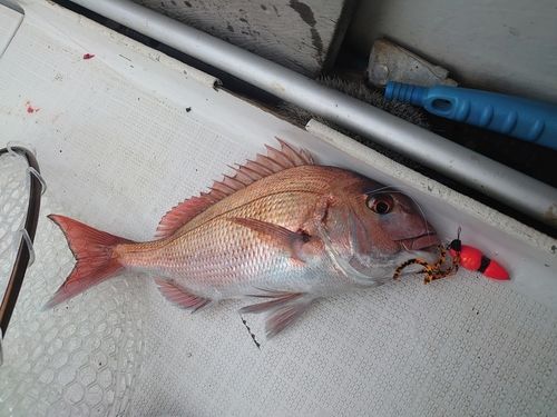 マダイの釣果