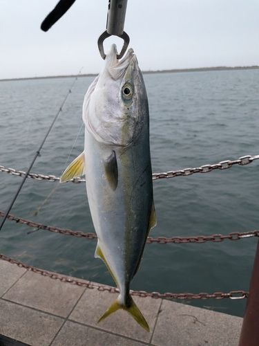 イナダの釣果