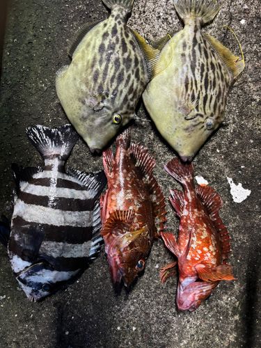 イシダイの釣果