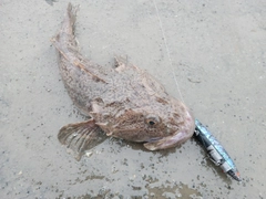 マカジカの釣果
