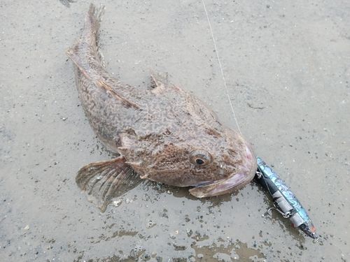 マカジカの釣果