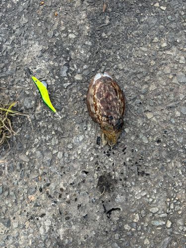 コウイカの釣果