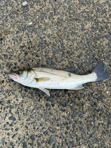 セイゴ（マルスズキ）の釣果