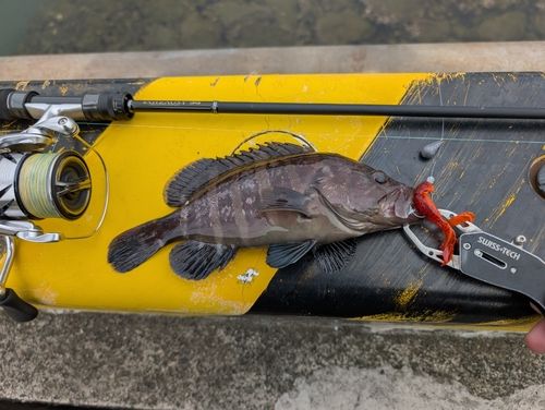 マハタの釣果