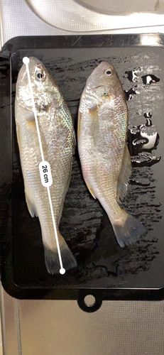 イシモチの釣果