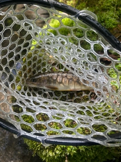 イワナの釣果