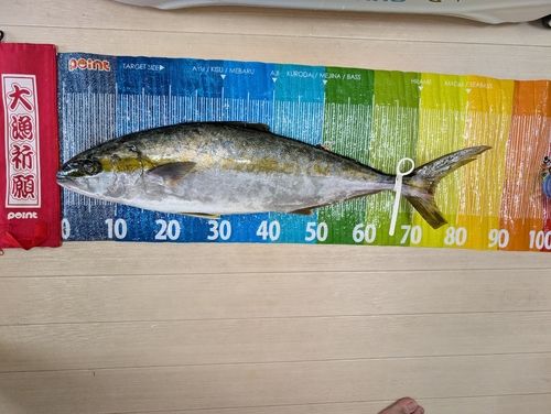 ヒラマサの釣果