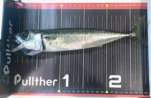 サバの釣果