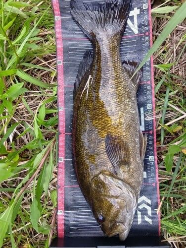 スモールマウスバスの釣果