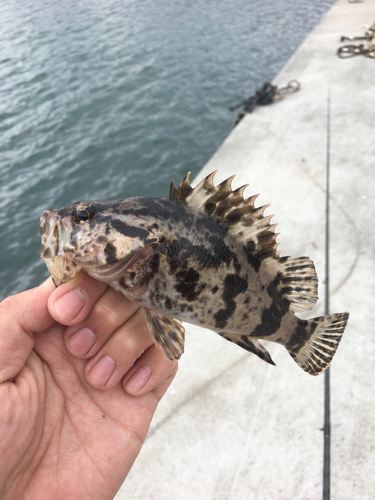 ベッコウゾイの釣果