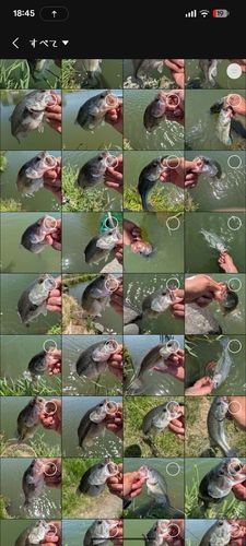 ブラックバスの釣果