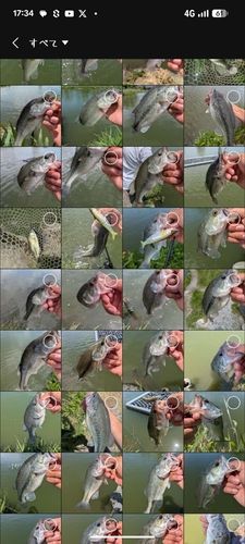 ブラックバスの釣果