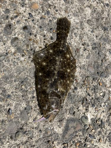 ソゲの釣果