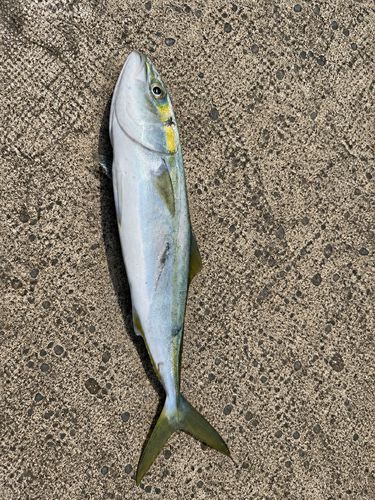 ワカシの釣果