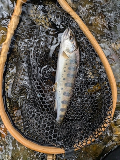 ヤマメの釣果