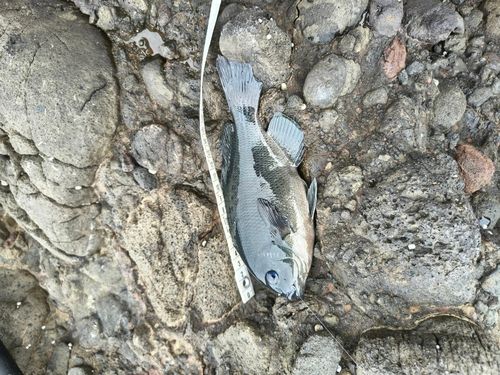 クチブトグレの釣果
