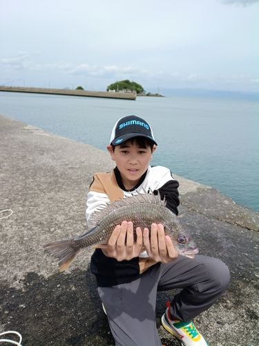 キビレの釣果
