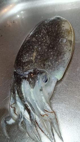 コウイカの釣果
