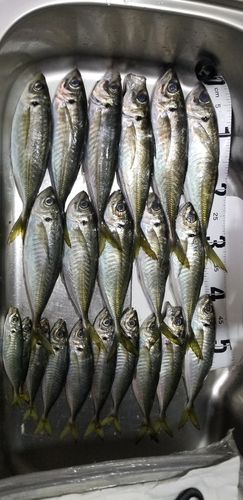 アジの釣果