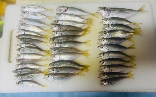 アジの釣果
