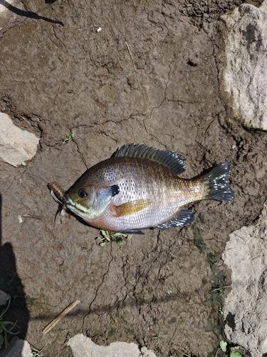 ブルーギルの釣果
