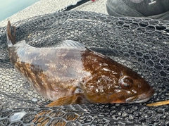 アイナメの釣果