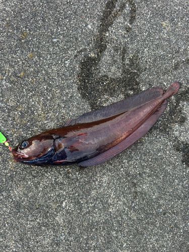 ドンコの釣果