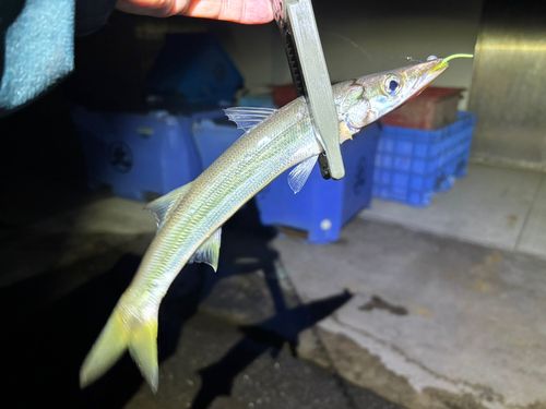 カマスの釣果