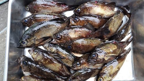 メバルの釣果