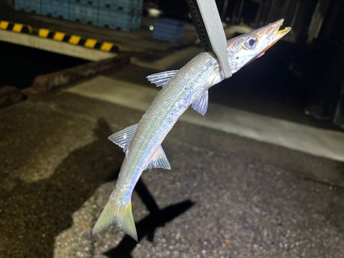 カマスの釣果