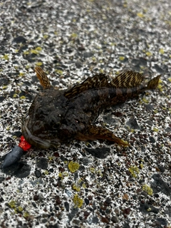 ヌマガレイの釣果