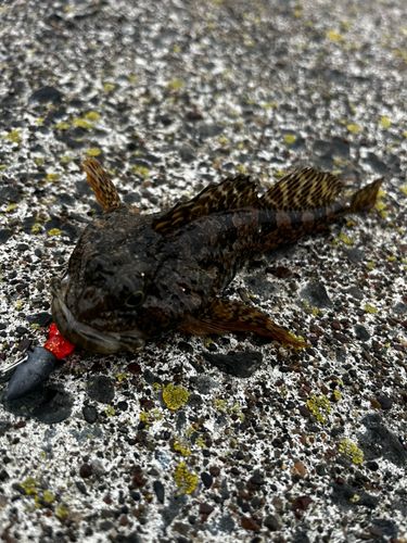 ヌマガレイの釣果