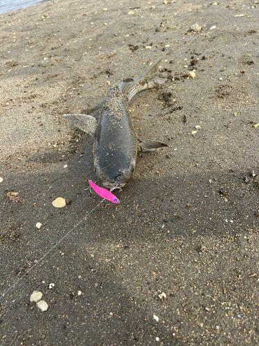 ボラの釣果
