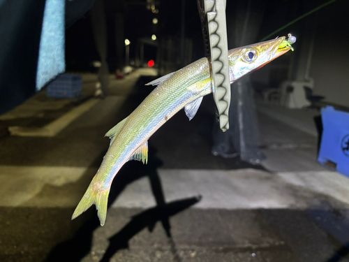 カマスの釣果