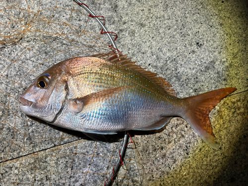 タイの釣果