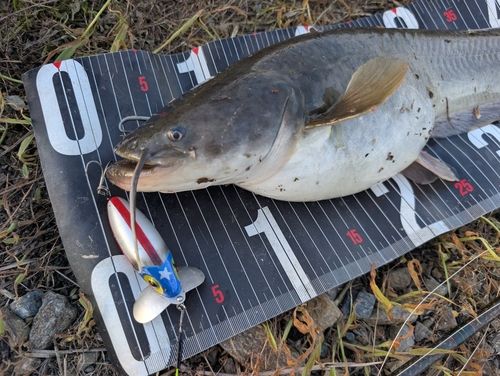 ナマズの釣果