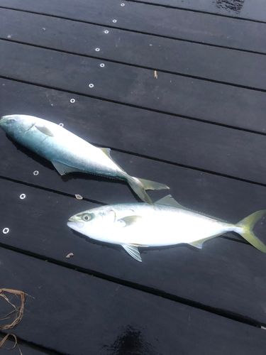 イナダの釣果