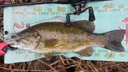 スモールマウスバスの釣果