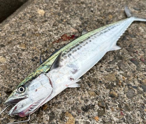 サゴシの釣果